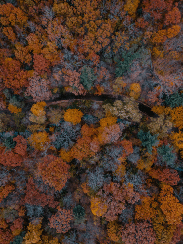 A road through a fall forest from above