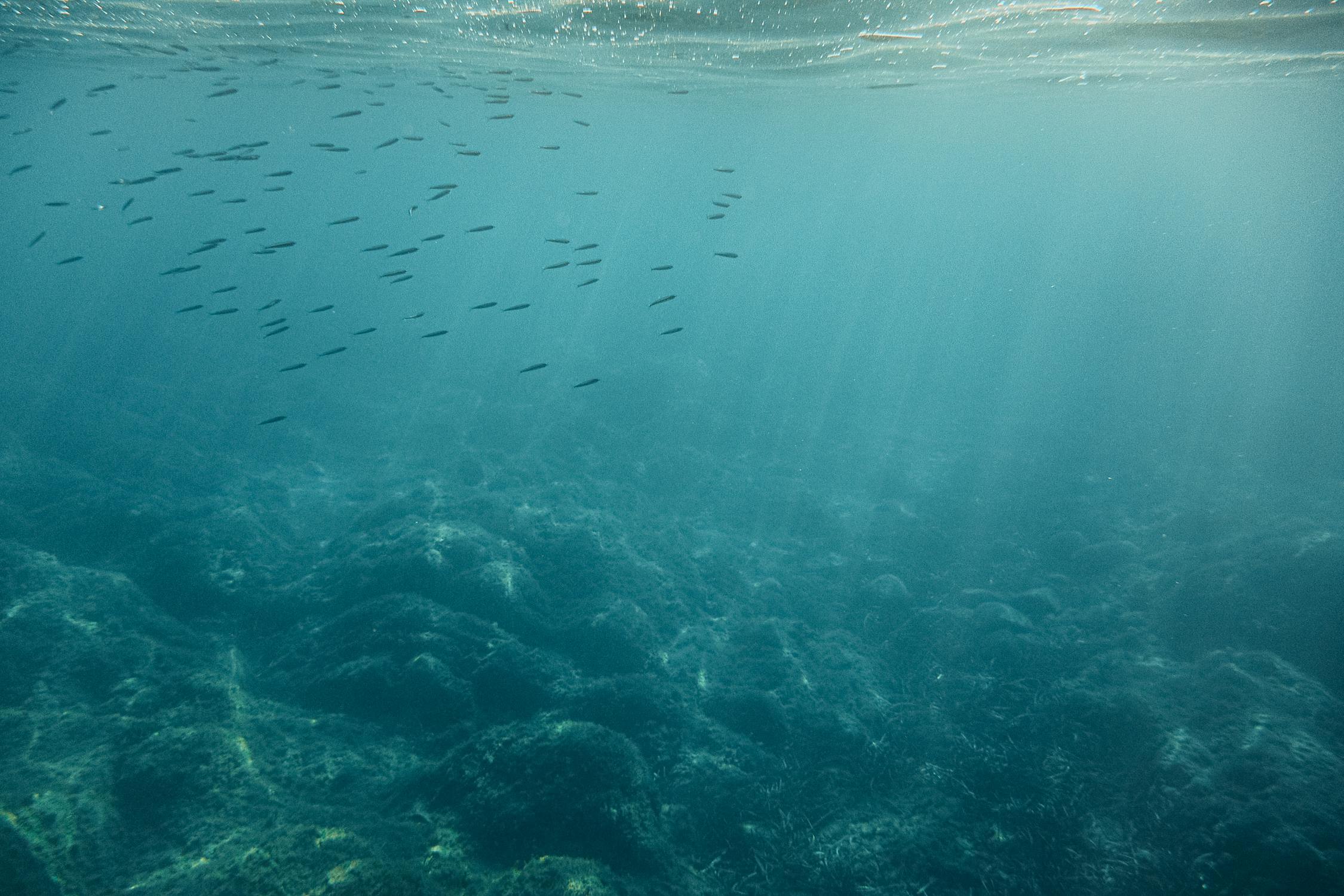 fish underwater